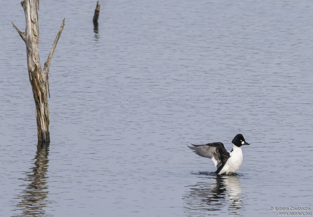 Common Goldeneye male adult breeding