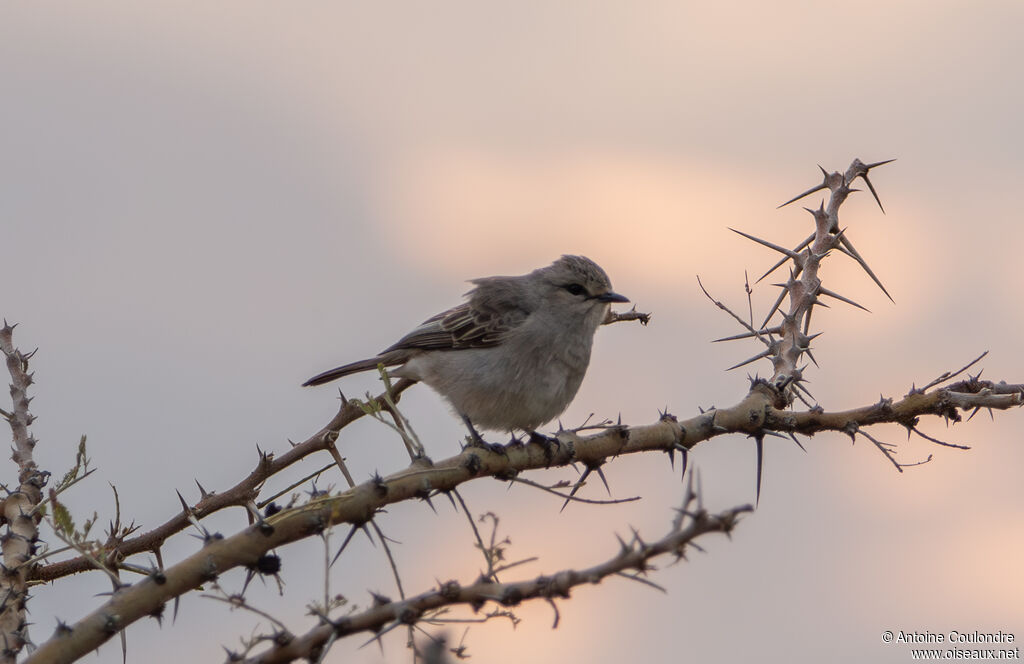 Gobemouche à petit becadulte