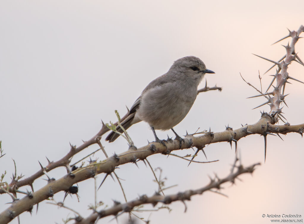 Gobemouche à petit becadulte
