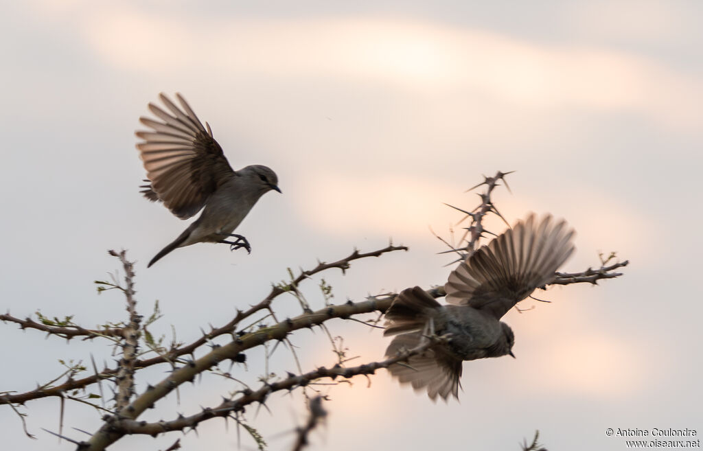 Gobemouche à petit becadulte