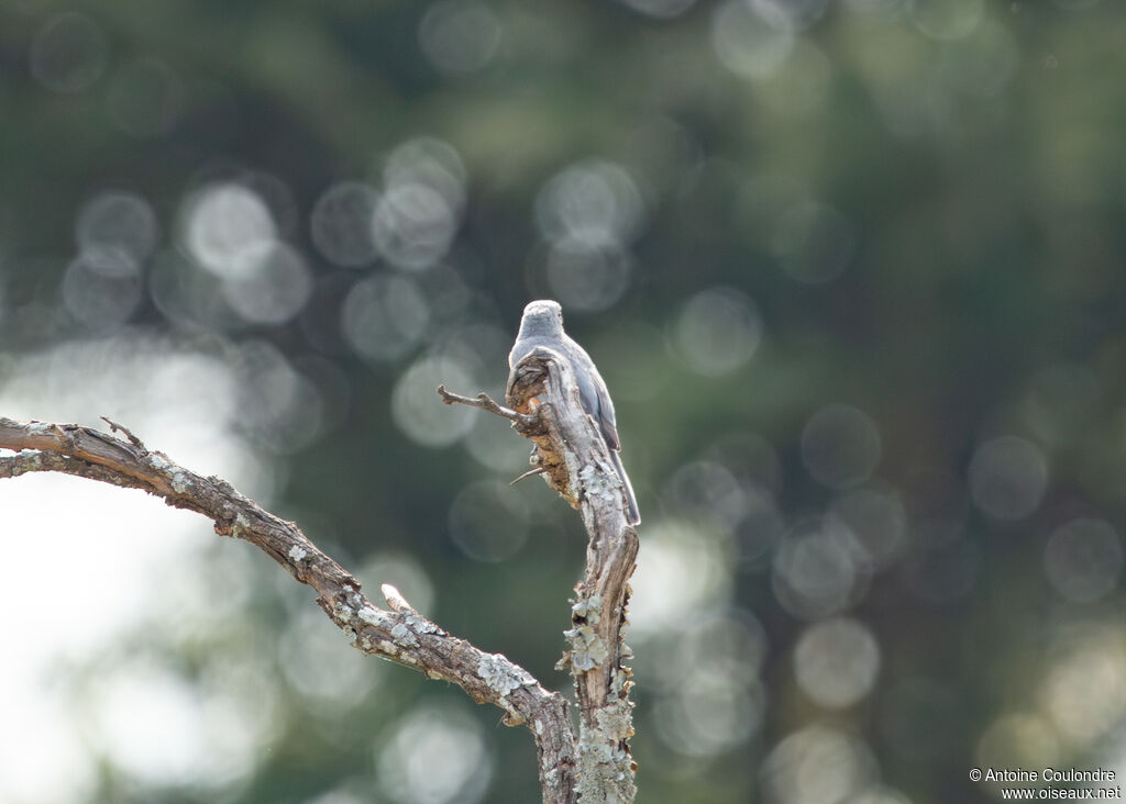 Silverbirdadult