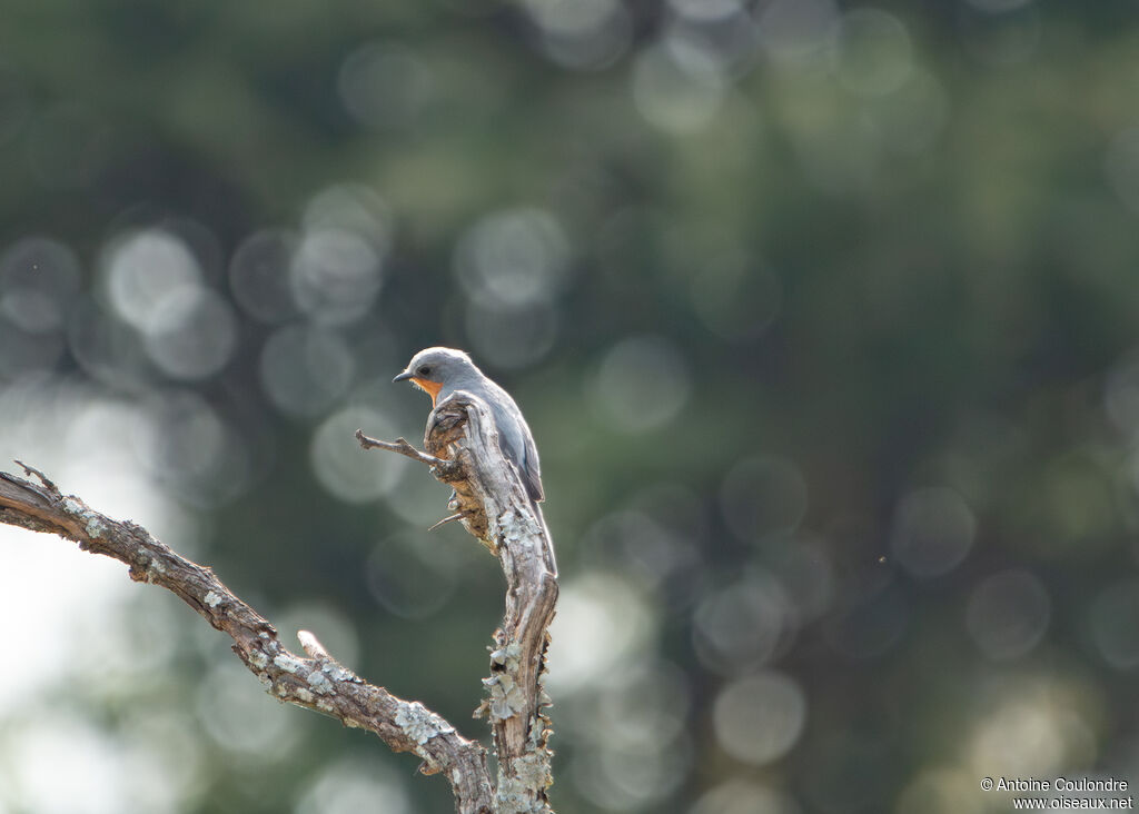 Silverbirdadult