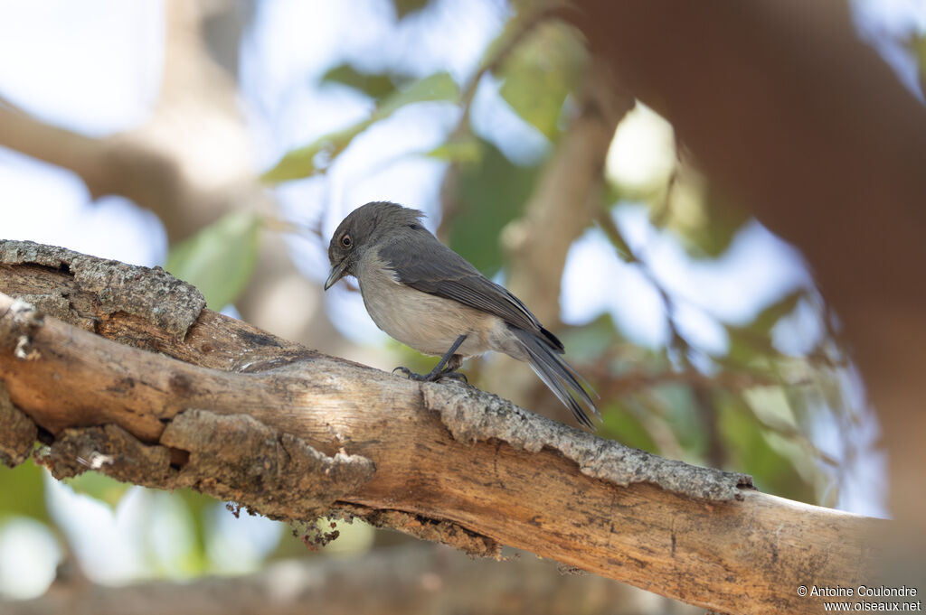 Abyssinian Slaty Flycatcheradult