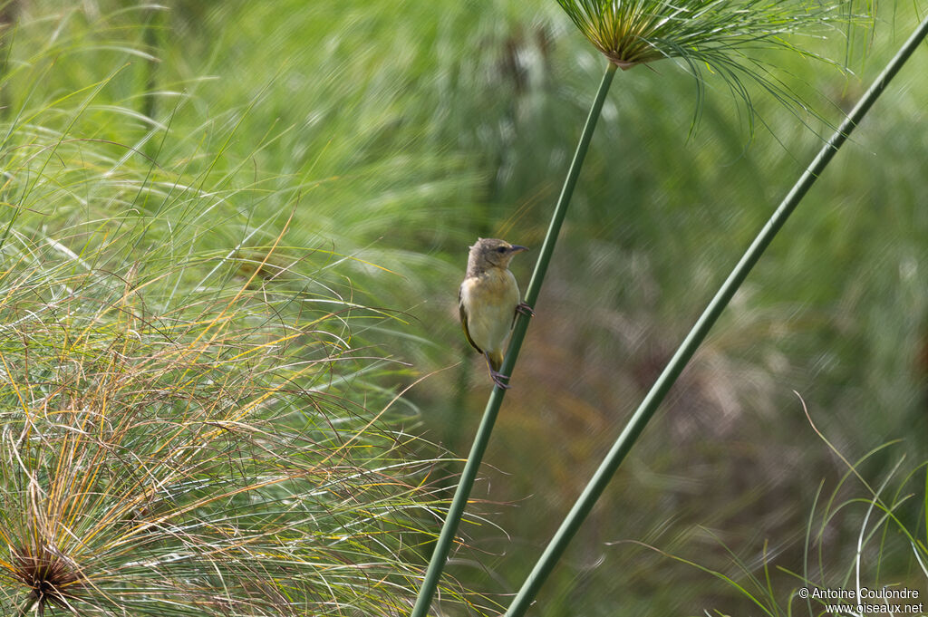Swamp Flycatcheradult