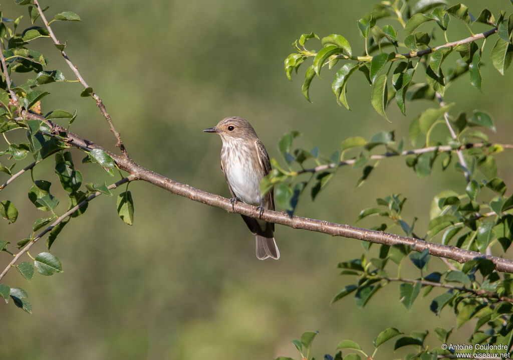 Spotted Flycatcheradult