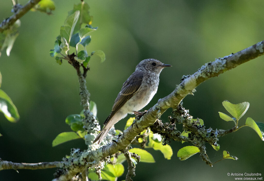 Spotted Flycatcherjuvenile