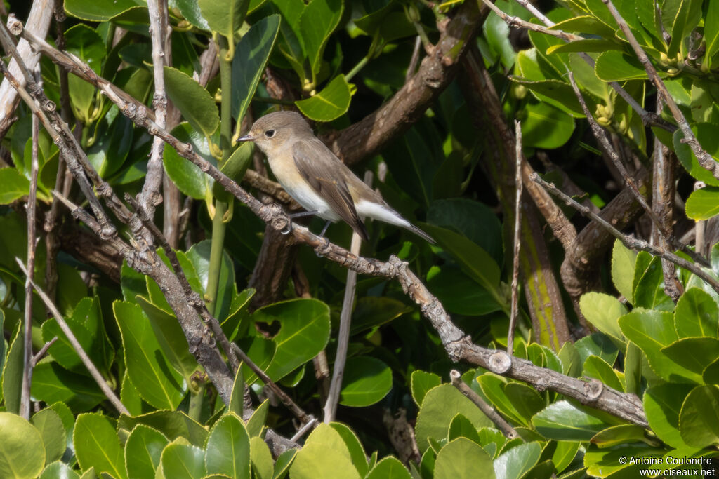 Gobemouche nainadulte