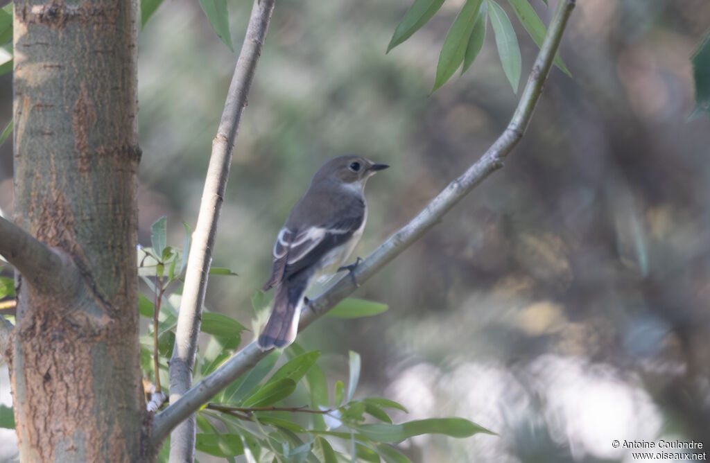 European Pied Flycatcheradult