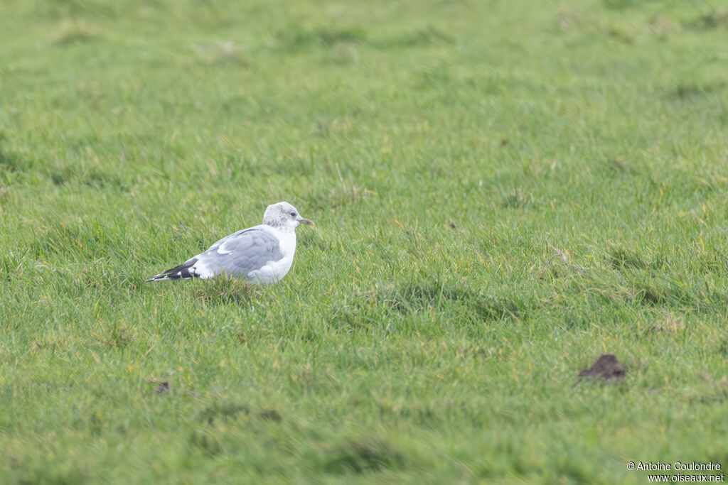 Common Gulladult post breeding