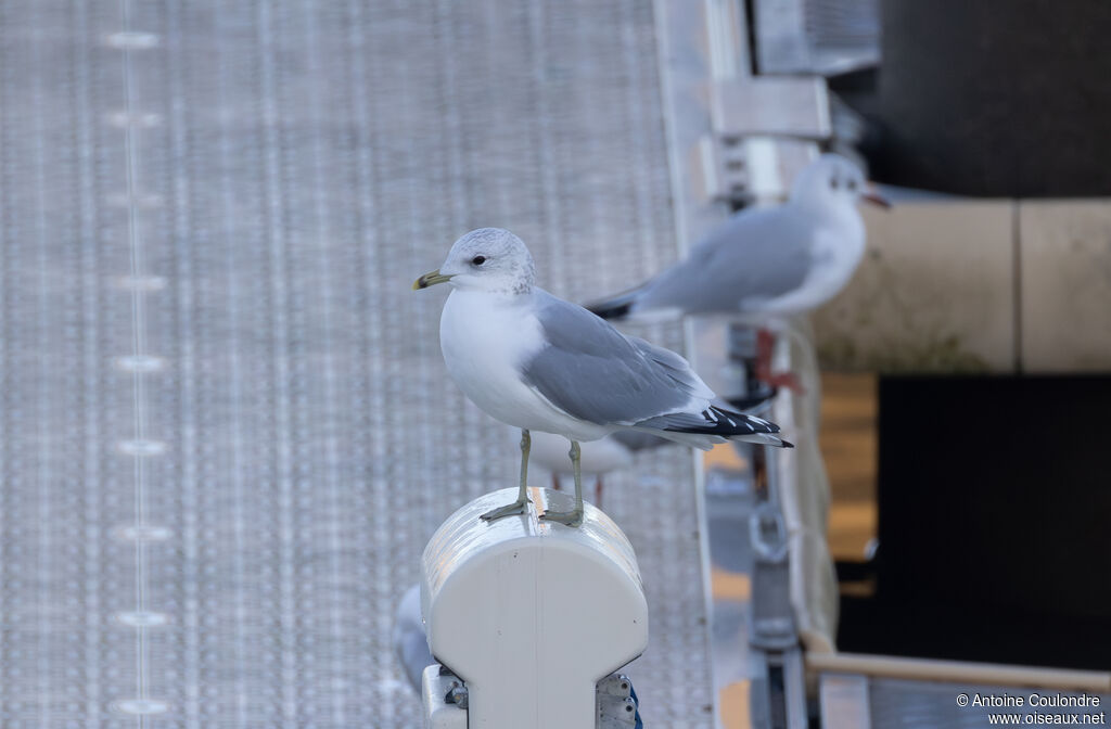 Common Gulladult post breeding