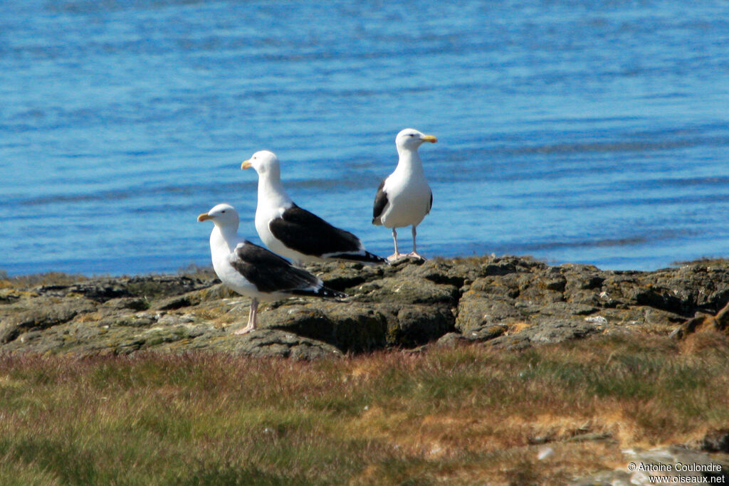 Great Black-backed Gulladult breeding
