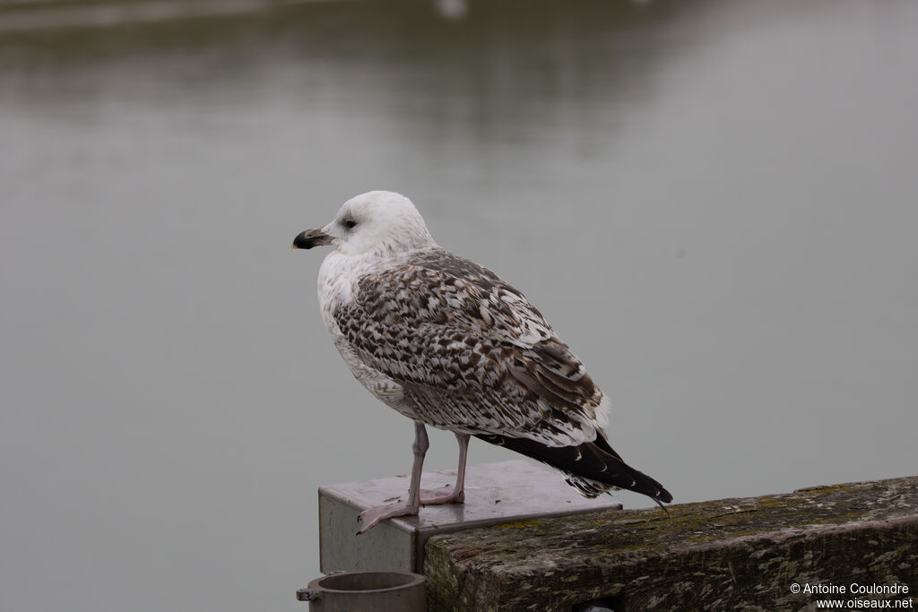 Great Black-backed GullSecond year