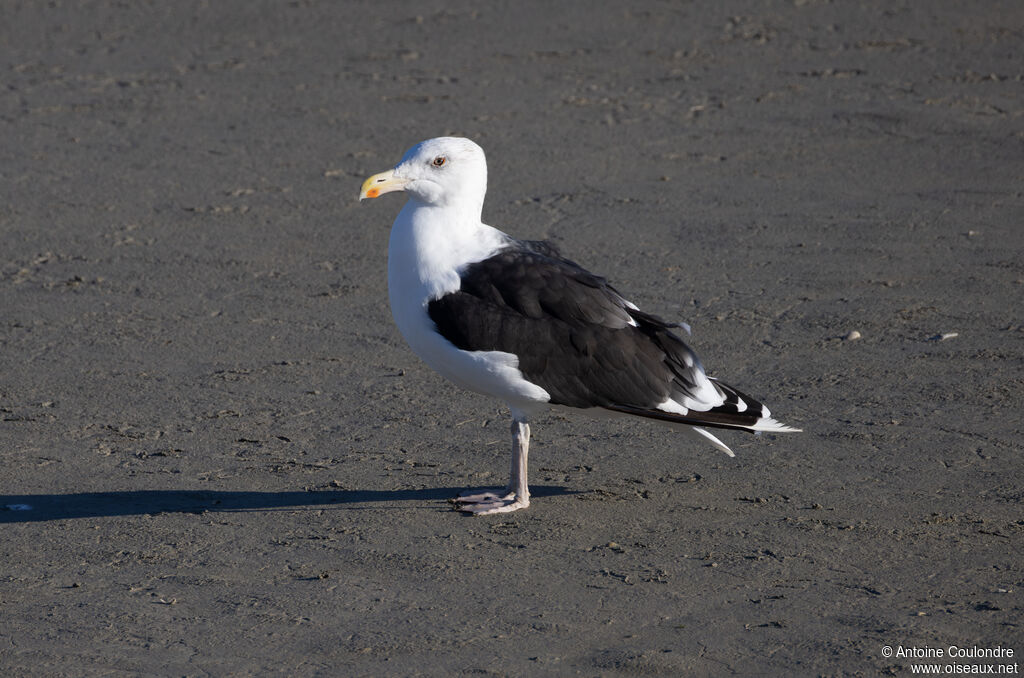 Great Black-backed Gulladult post breeding