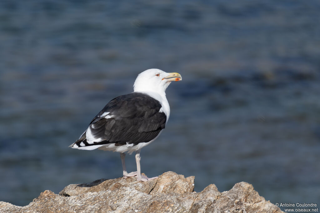Goéland marinadulte internuptial