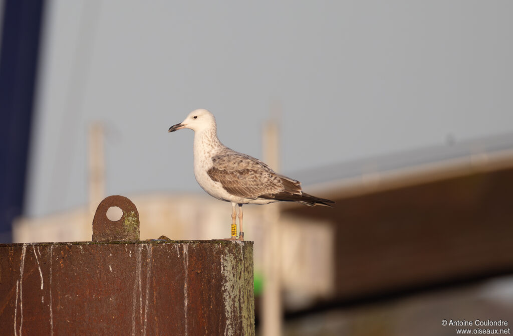 Caspian Gull