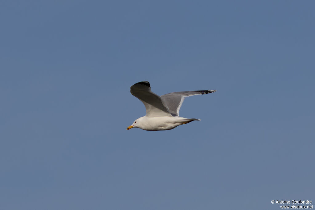 Goéland pontiqueadulte, Vol