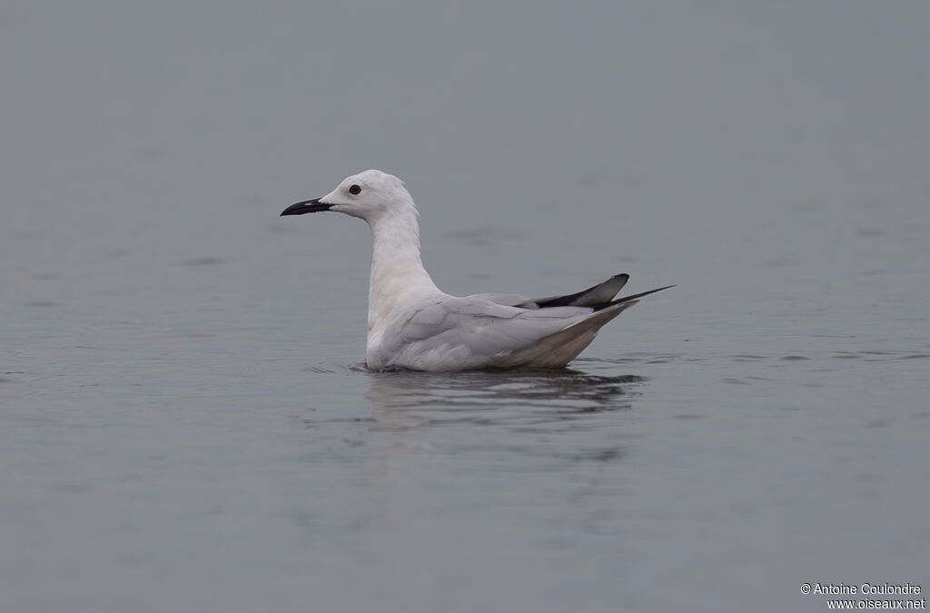 Slender-billed Gulladult breeding
