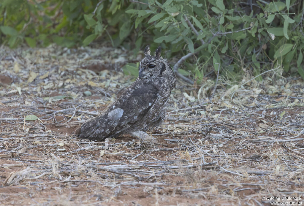 Greyish Eagle-Owladult