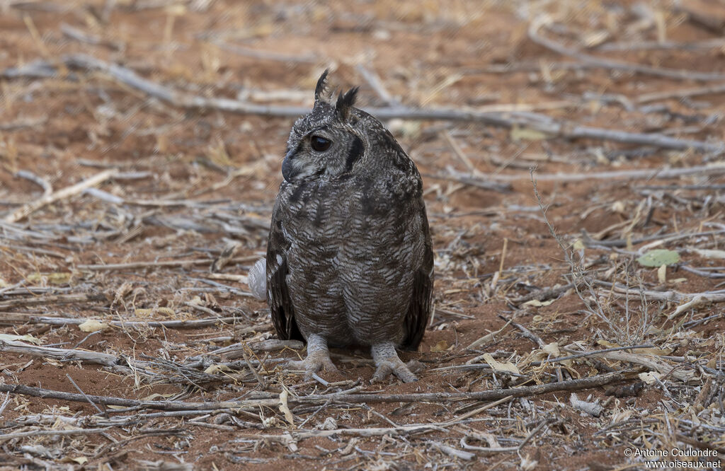 Greyish Eagle-Owladult