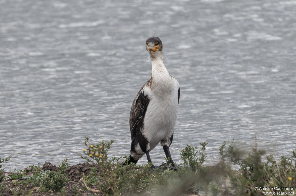 Grand Cormoranjuvénile