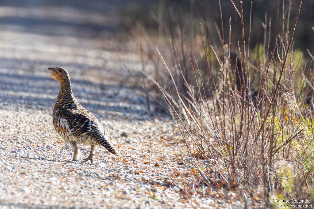 Grand Tétras femelle adulte nuptial, mange