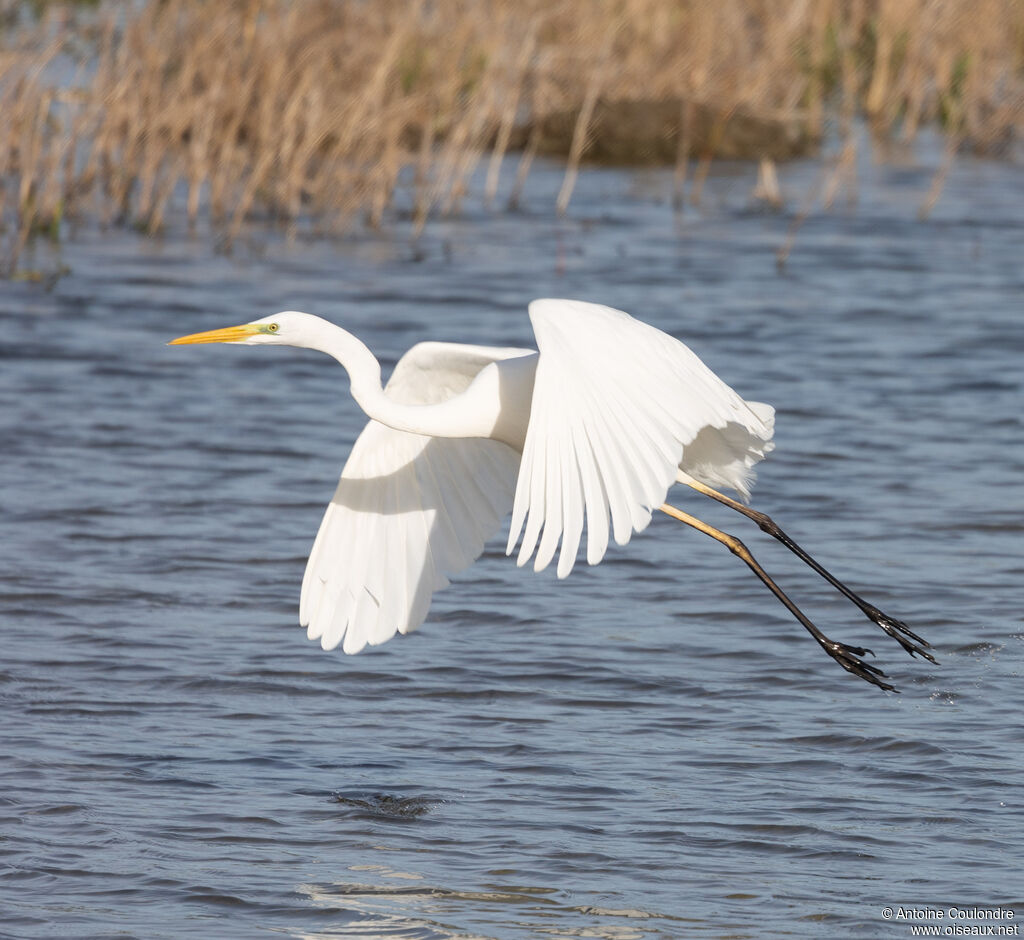 Great Egret
