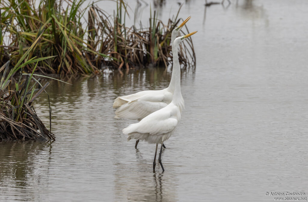 Great Egretadult, courting display