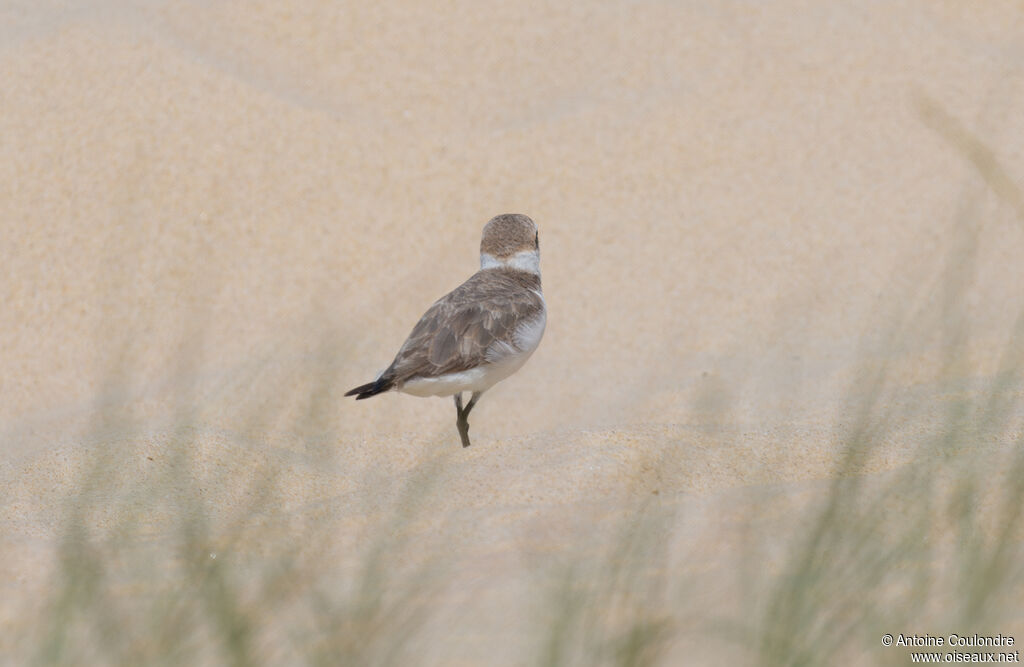 Kentish Ploveradult breeding