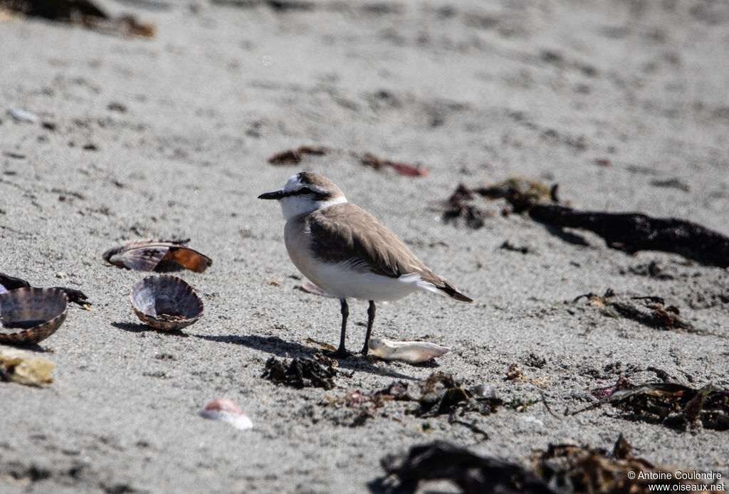 White-fronted Ploveradult post breeding