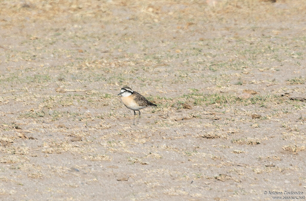 Kittlitz's Ploveradult breeding