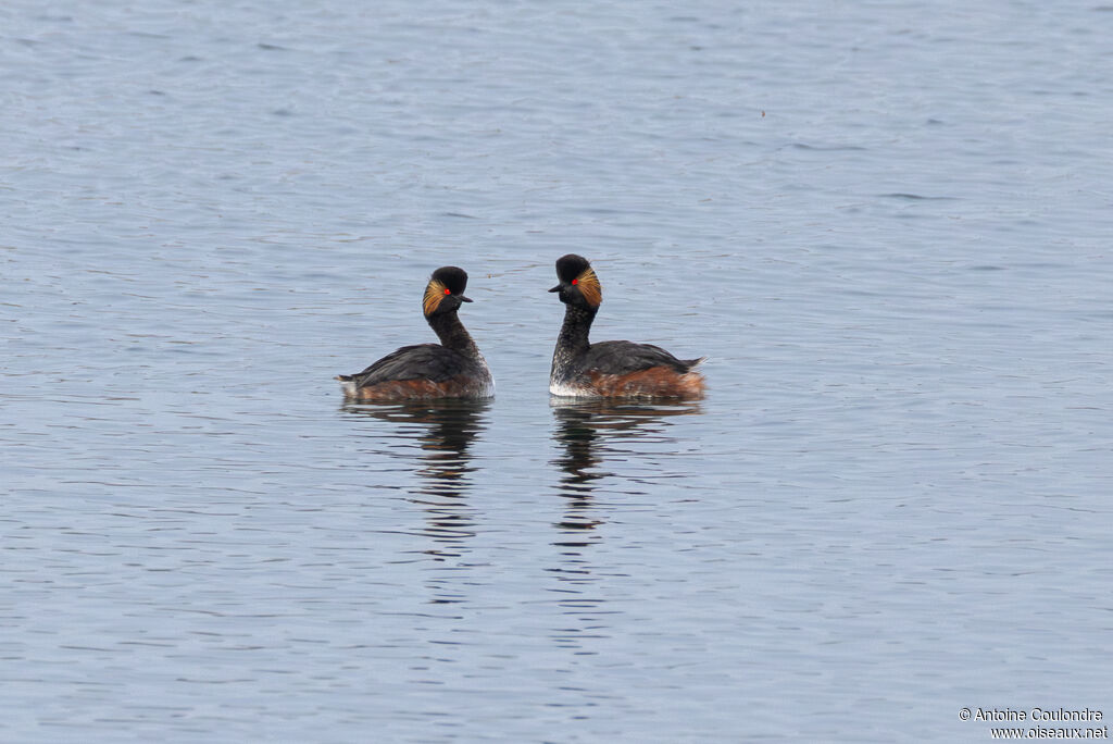 Grèbe à cou noiradulte nuptial, parade
