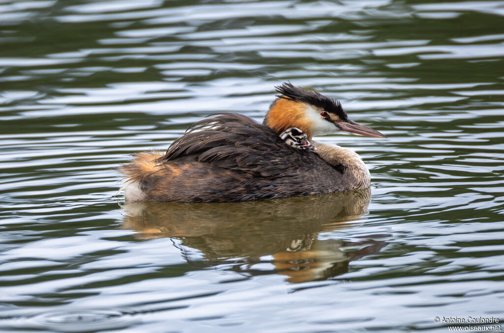 Grèbe huppéPoussin