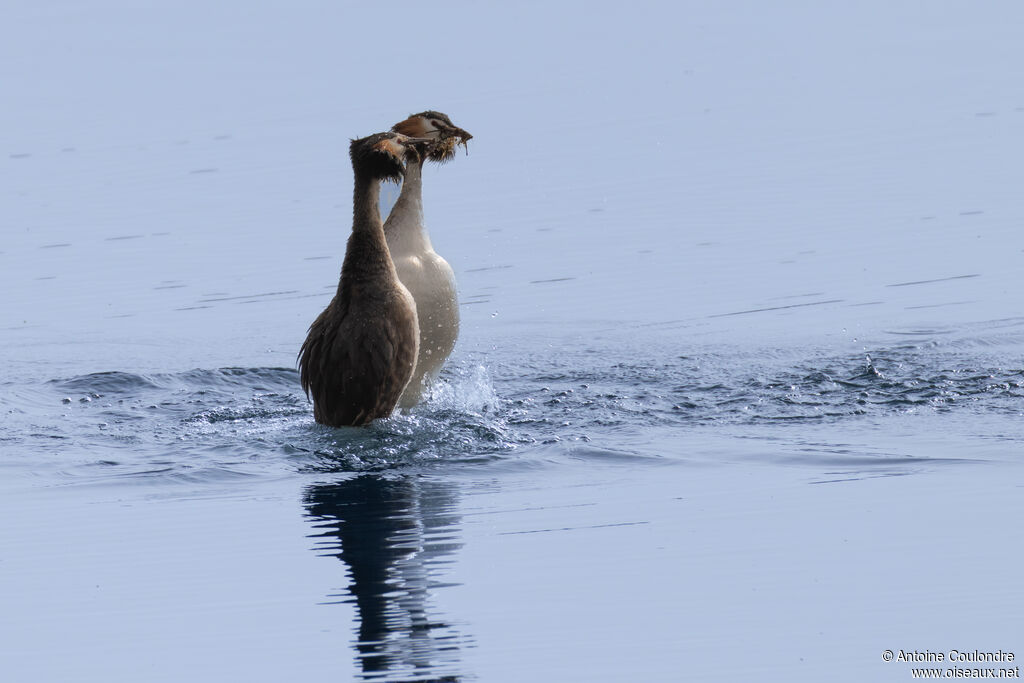 Grèbe huppéadulte nuptial, parade