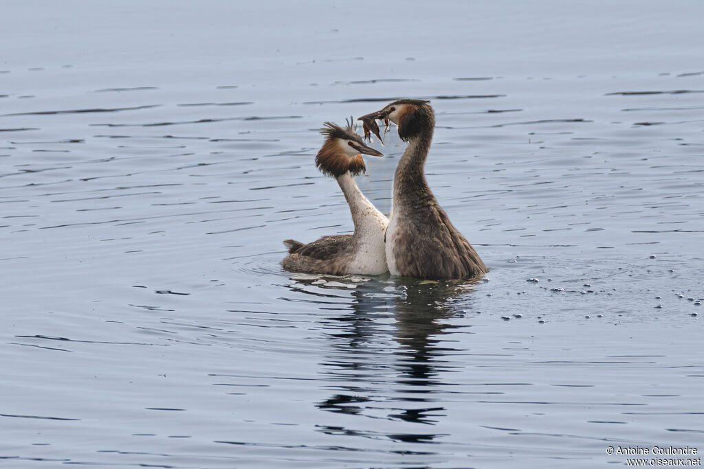 Grèbe huppéadulte nuptial, parade