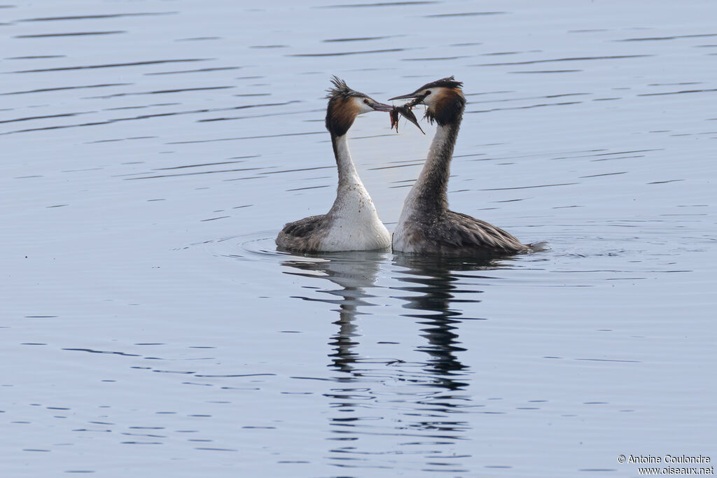 Grèbe huppéadulte nuptial, parade
