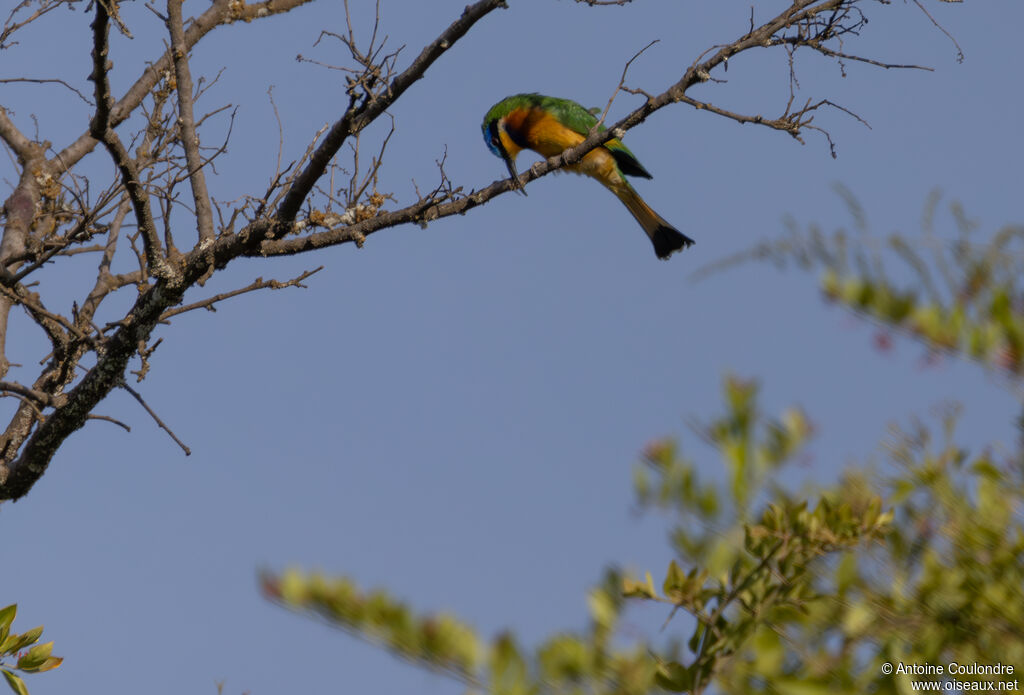 Guêpier de Lafresnayeadulte, pêche/chasse
