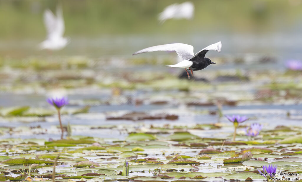 Guifette leucoptèreadulte nuptial, Vol