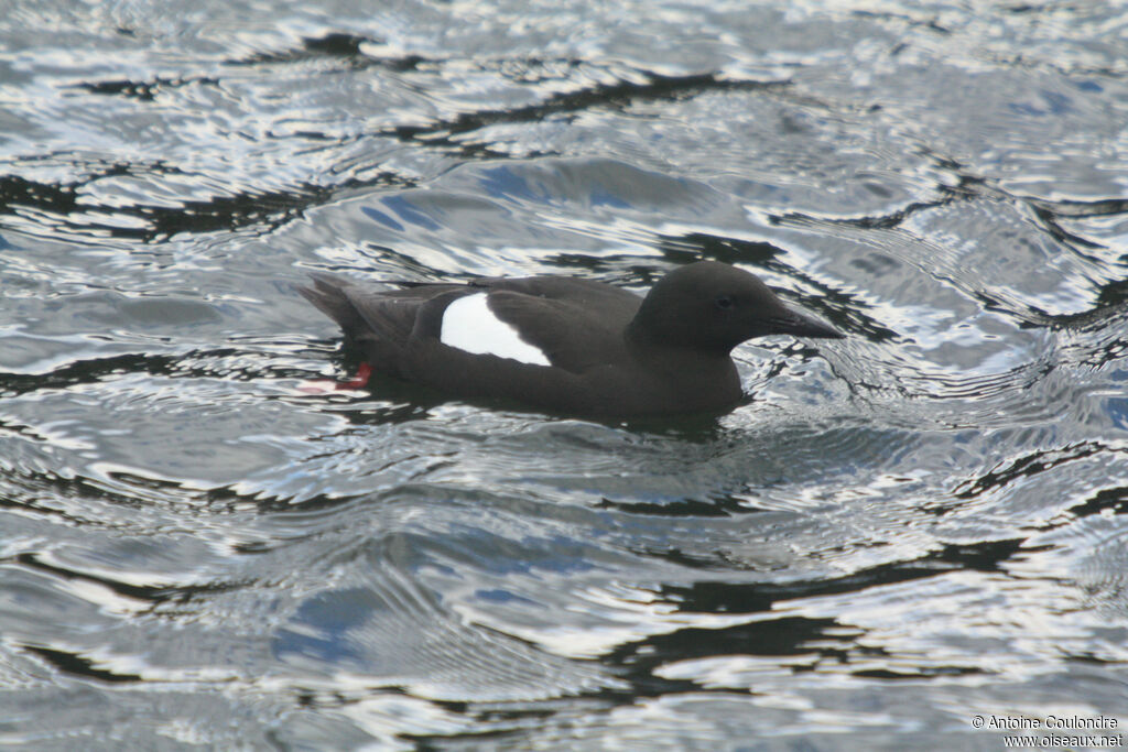 Guillemot à miroiradulte nuptial