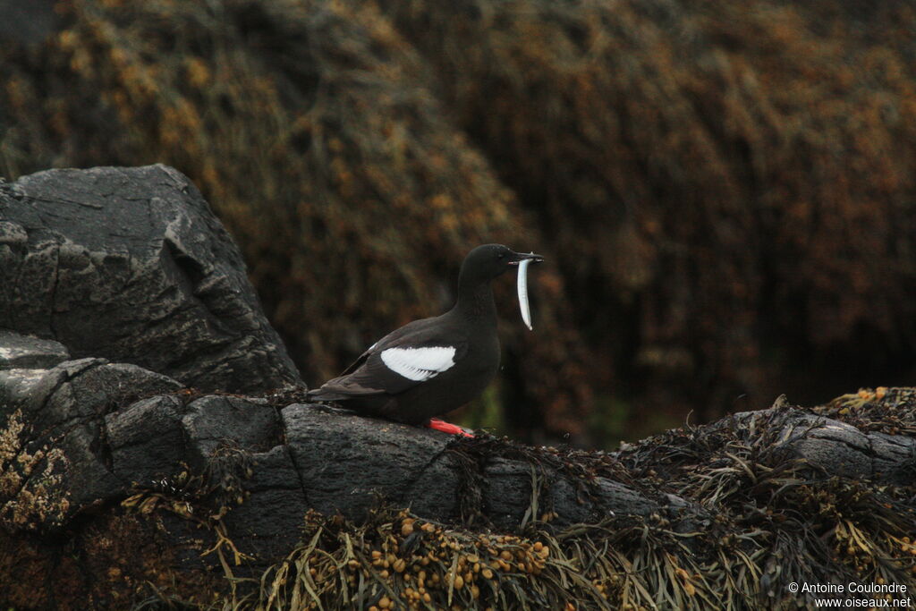 Guillemot à miroiradulte nuptial, pêche/chasse