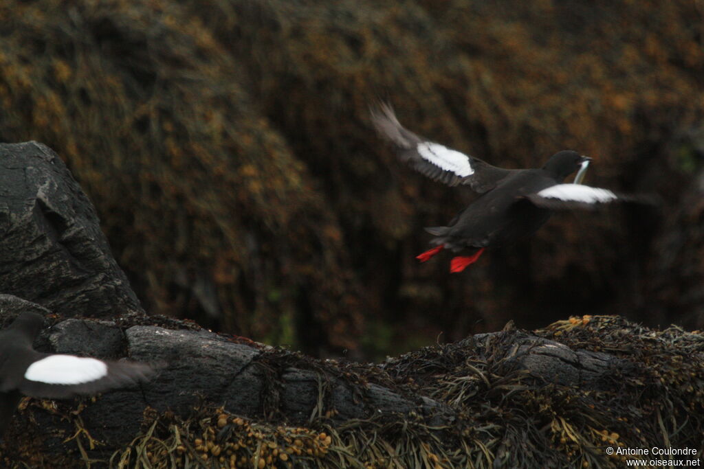 Guillemot à miroiradulte nuptial, Vol, pêche/chasse