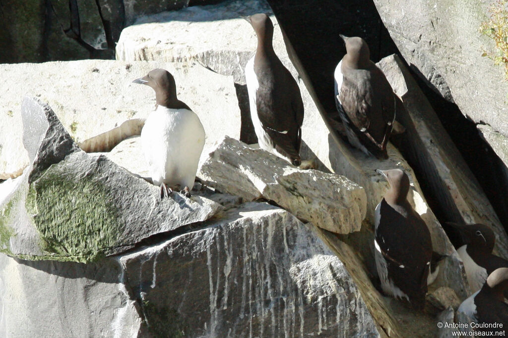 Common Murre
