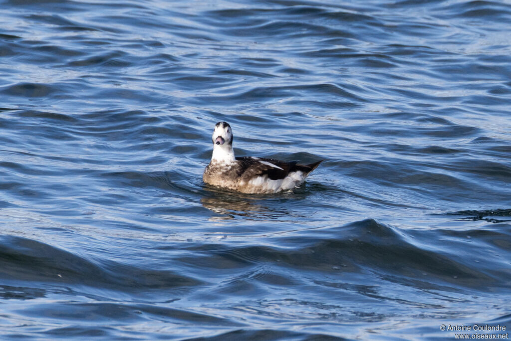 Harelde boréale - Harelde kakawi<br /> mâle 2ème année, pêche/chasse