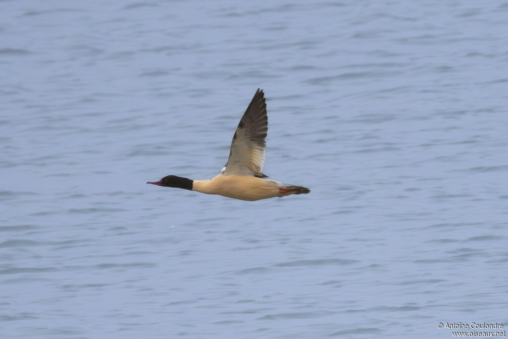 Common Merganser male adult breeding, Flight