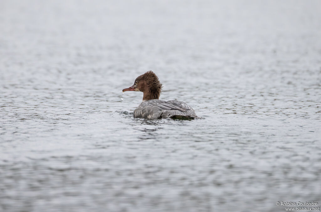Common Merganser female adult post breeding, swimming