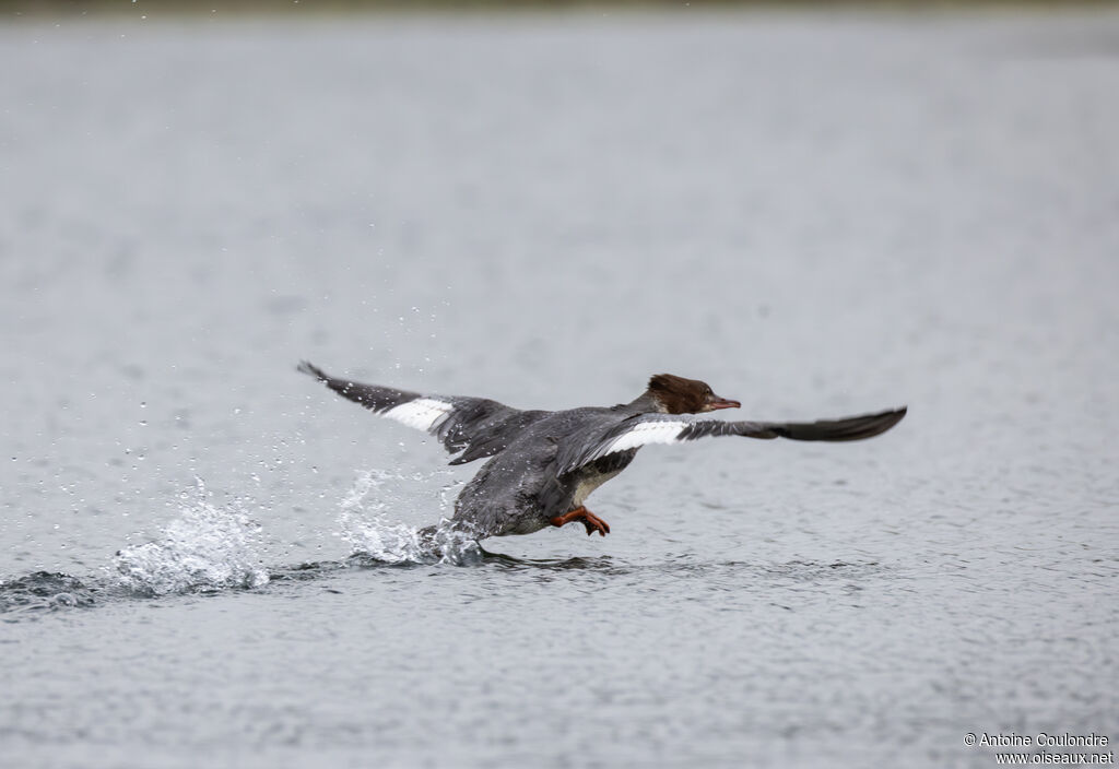 Common Merganser female adult post breeding, Flight
