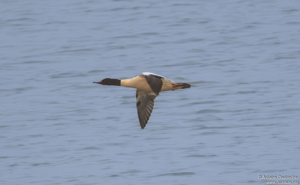 Common Merganser male adult breeding, Flight