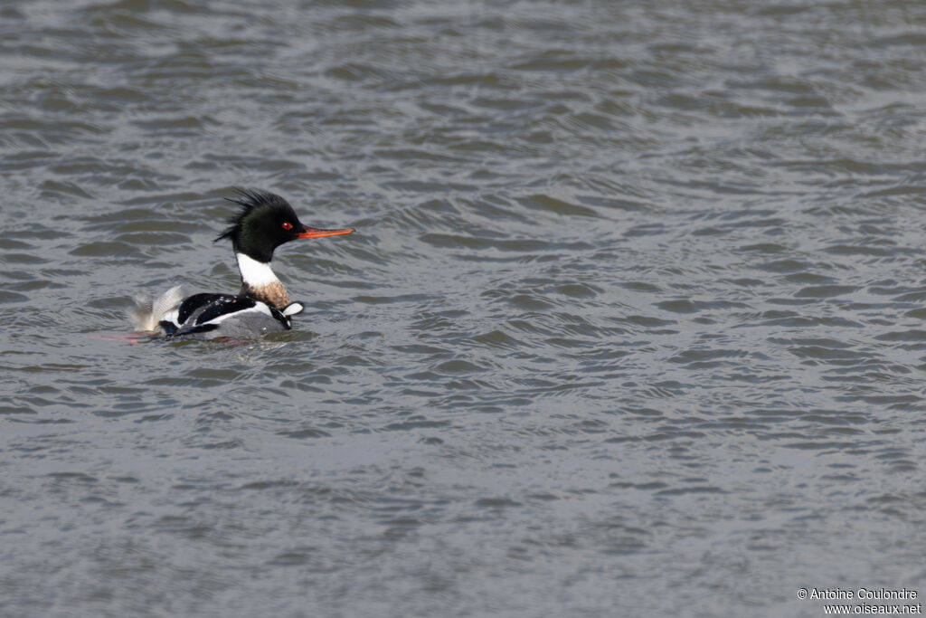 Harle huppé mâle adulte nuptial