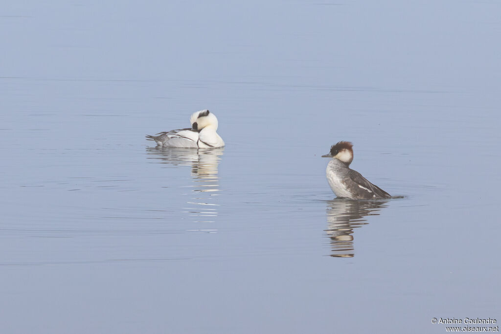 Harle pietteadulte nuptial, parade