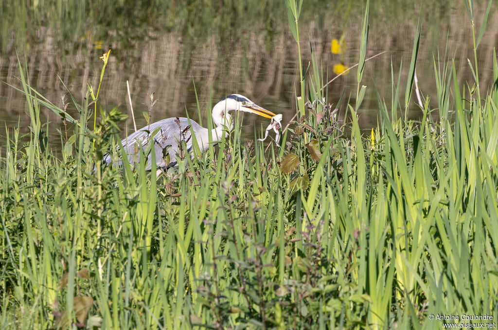 Héron cendréadulte, pêche/chasse