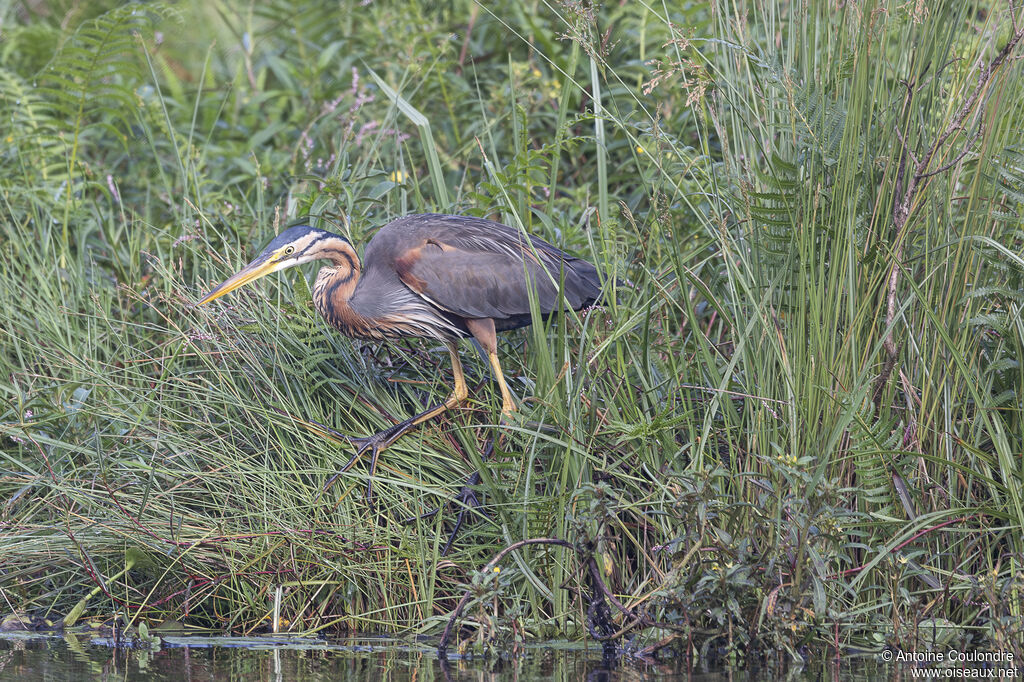 Purple Heronadult, fishing/hunting